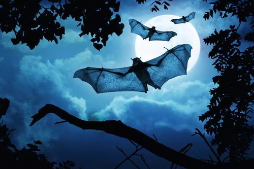 地球怪胎 蝙蝠 来自生命的反思