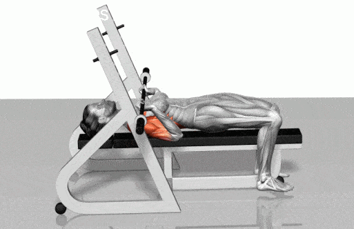 25个体能力量训练动作的肌肉演示