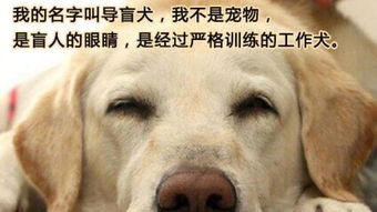 智商最高的狗狗,它们是人类的眼睛,挑选过程堪比 特种兵 