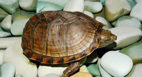 世界上寿命最长的四种生物,乌龟垫底,第一拥有长生不老的秘密
