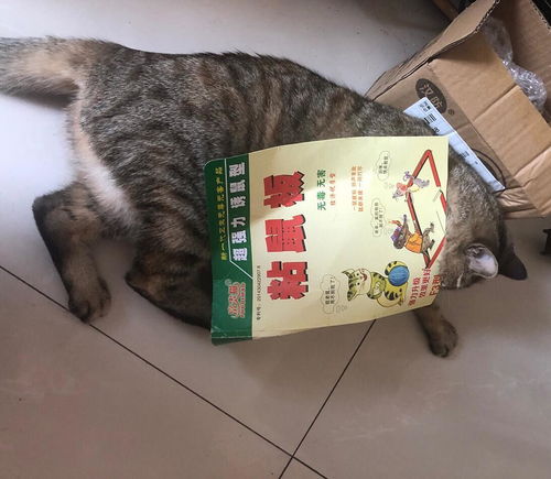 猫身上粘有食用油怎么洗掉 特殊情况求助 