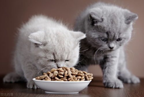 小猫呕吐吃什么药比较好