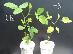 植物的营养生长和生殖生长的關系是  第1张