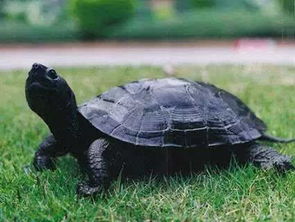 臭龟是什么龟？