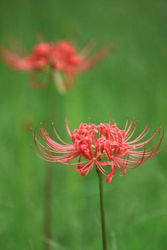 彼岸花开花开彼岸 