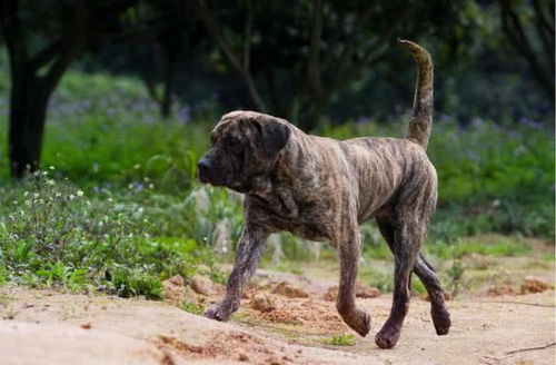 禁养犬加纳利犬,不仅打得过比特犬,还经常伤人甚至致死的狗狗