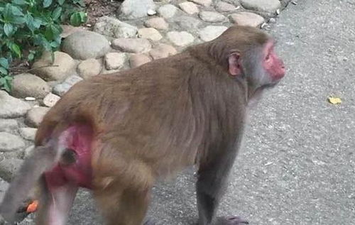 猴子在动物园受到保护,为何屁股还是又红又肿 工作人员 没法管