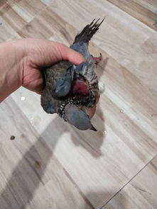 这是马路边捡来的,鸽子受伤了,不知道怎么救治 