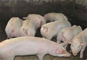 养猪知识 选好饲料才可以降低成本,养猪人都存在哪些误区呢