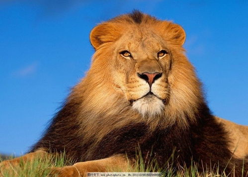 标致308报价图片 小狮子成为了车林之王 