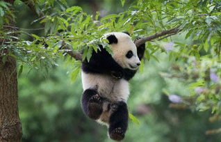 熊猫属于什么科 猫科 熊类 