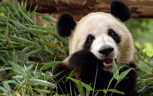改行吃素的大熊猫,真的很失败吗 从能量来源看它就是超级肉食类
