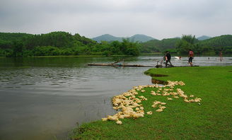 周六,我们去合浦闸口水库踏青郊游 游泳天地 