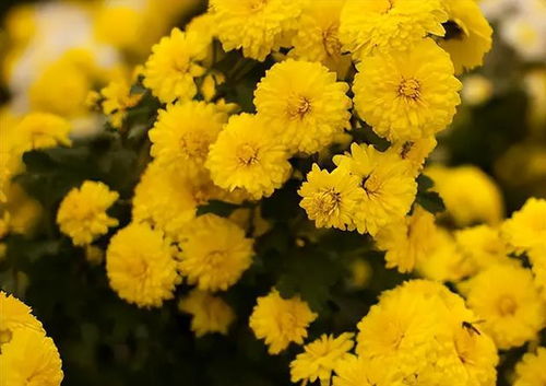 谷雨一过,这5种花茶要常泡着喝,解困清热,安然入夏不上火