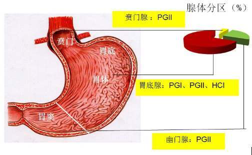 胃功能三项临床意义解读