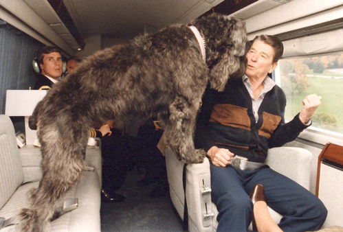 美国十几任总统都在白宫养狗,不知道他会不会也有 第一犬 