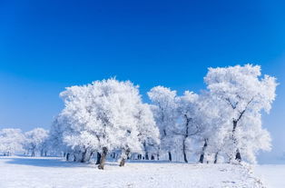 看雾凇只能去东北 我把整个冬天的雾凇白雪都搬来了, 冻 哭你