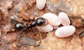 蚂蚁的克星是什么东西,蚂蚁信用是什么东西,蚂蚁币是什么东西