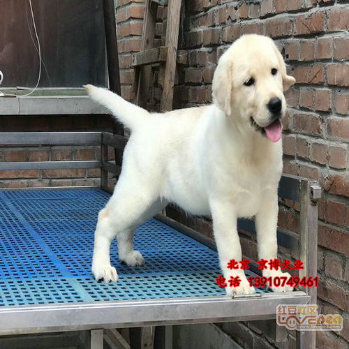 白色拉布拉多犬出售 纯种大头版拉布拉多价格 