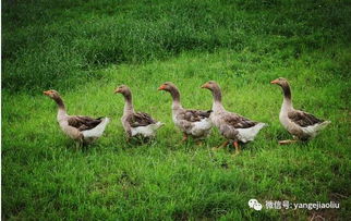 广东养鹅种什么草专家建议 种草养鹅要种什么草啊