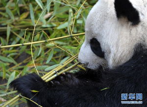 国宝过年都吃啥 围观熊猫宝宝的 团圆饭 
