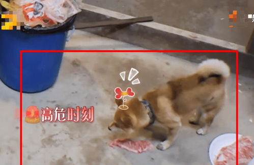 向往5 现高档牛肉,被狗叼走还要继续吃,价格真是 贫限想