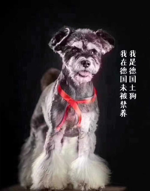 中华田园犬在杭州成禁养犬,土狗你到底做错了什么