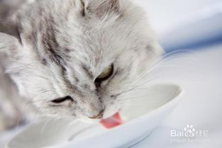 为猫咪选购和喂食益生菌的注意事项有哪些