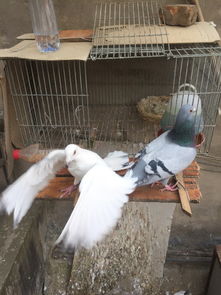 鸽友们好 鸽子在笼子里养了3个多月了第一次放出笼,它也不飞走就在阳台上,现在要怎么办它才能回笼子里 