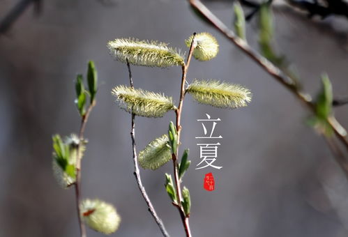 今年什么时候是立夏