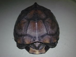 这个是什么品种的龟 