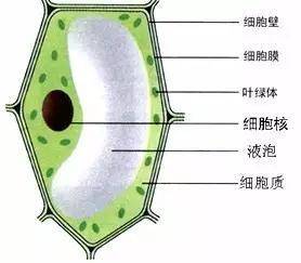 比较植物细胞水分吸收和矿质吸收的机制