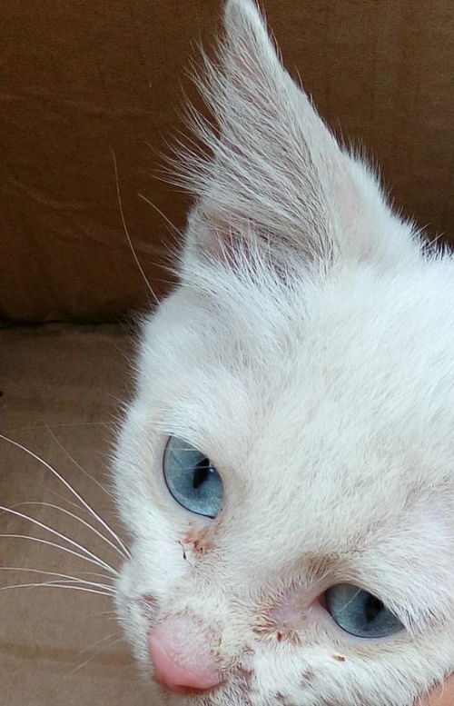 白毛蓝眼睛的猫.是什么品种 