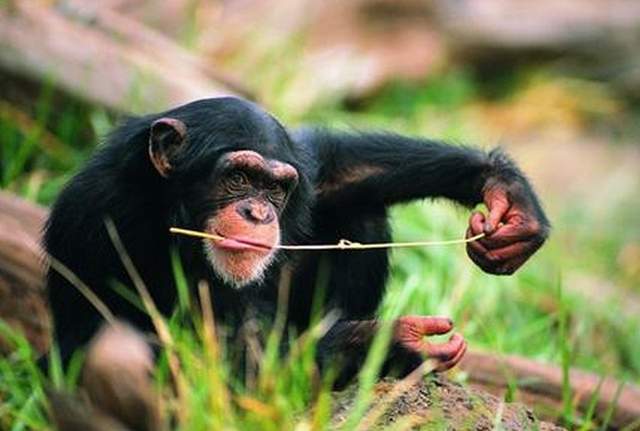 比利时女子与黑猩猩相爱,动物园禁止她继续探望,网友 棒打鸳鸯