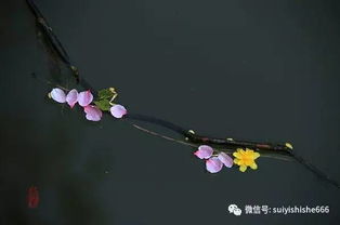 落花有意随流水,流水无心恋落花 