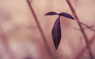 癸酉日生人吉凶论断