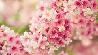 樱花季,除了日本这些地方也可以看到唯美的樱花
