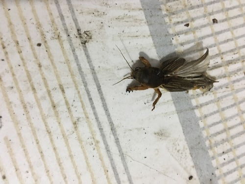 这是什么虫子 晚上突然飞进客厅里 两三四厘米那么长 不会是外来物种吧 