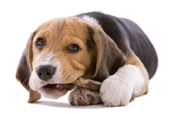 如何应对狗狗便秘 腹泻 积食三大肠胃问题 宠物专家提出如下建议