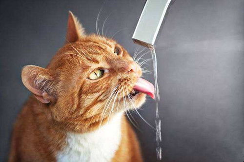 猫咪口炎是怎么得的,猫咪口炎有什么危害