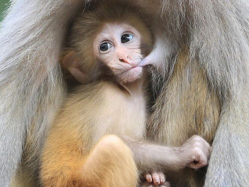 猴年赏猴 哺乳 猴妈妈猴宝宝演绎de暖心画面