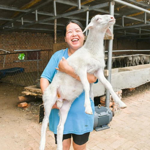 女人梦到怀里抱着小羊(女人梦见怀里抱着小羊羔)