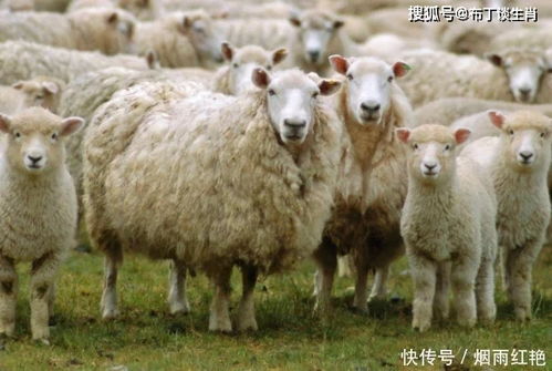 羊的最佳配偶是哪几个生肖(羊的最佳婚配有哪些)