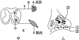 蛋白质与核酸的区别