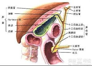 胆汁反流性胃炎吃药输液需要多久才好