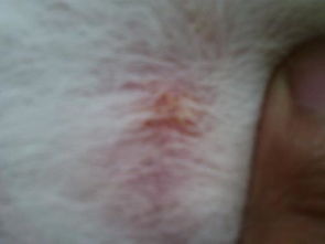 大家看看我的狗狗皮肤生什么病了 