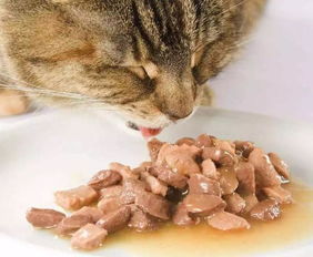 猫粮不能长期作为主食,相比昂贵猫罐头,干粮的两大缺陷更为严重