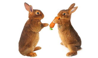 兔子能吃胡萝卜吗