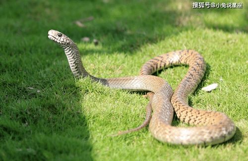 5月27日 5月29日,三大生肖运势到来,财运聚集更加富有