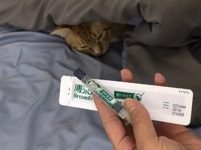 科学认识猫绦虫对人的危害 有效驱虫呵护健康